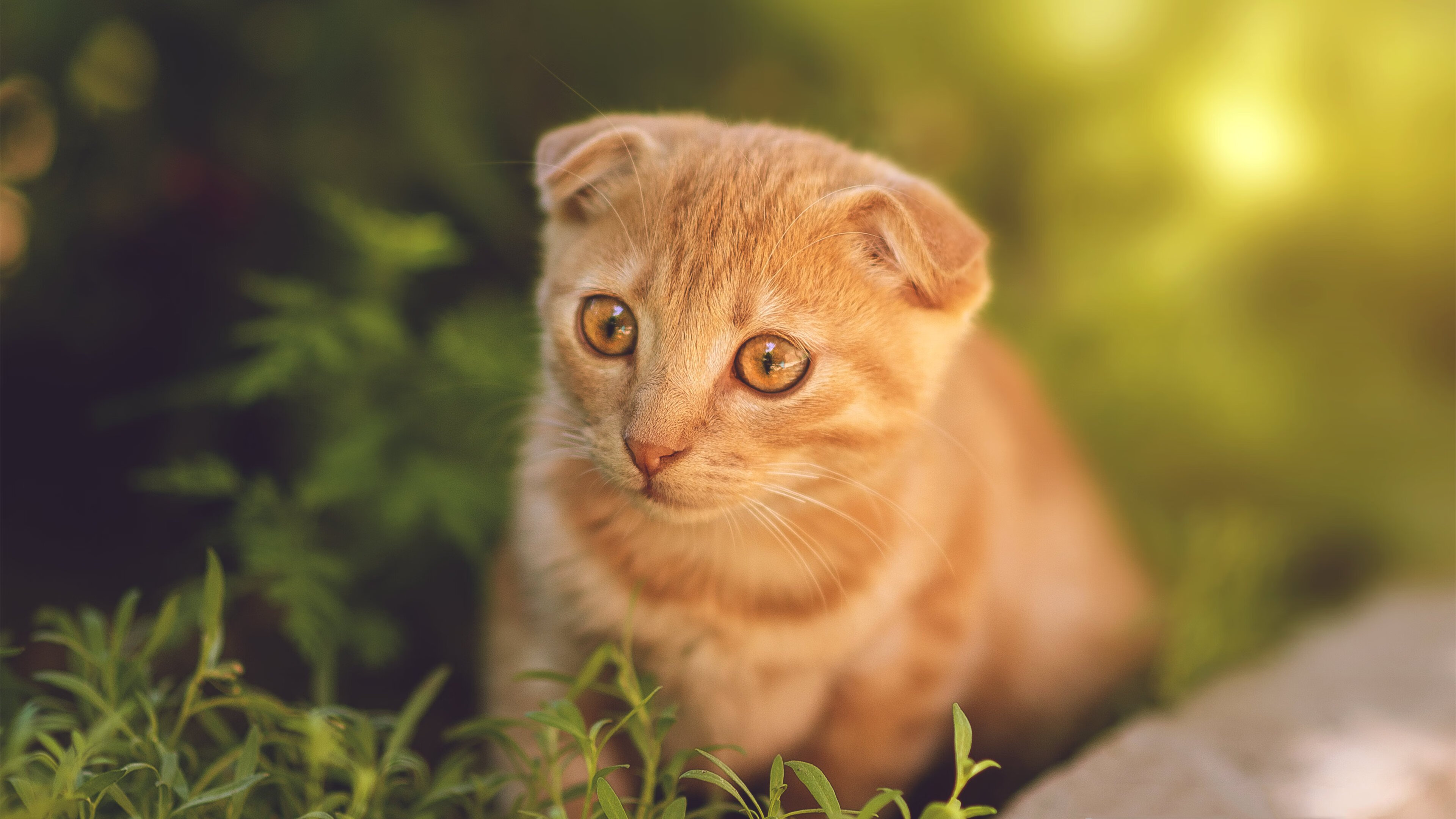 开云体育-厄德高的独角戏，当韩国元素遇上巴萨，悬念在第35分钟已被写定