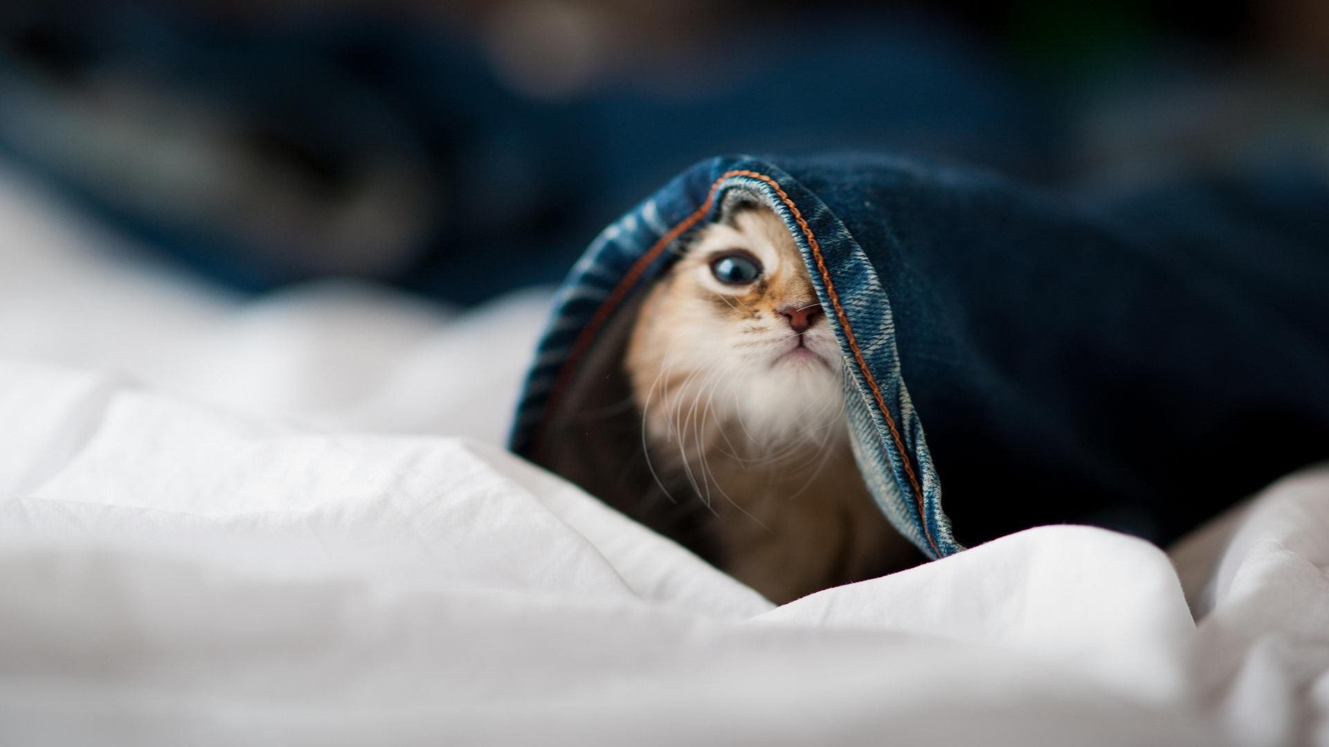 奥利维耶，钢铁枢纽，在美国对阵巴黎的洪流中定义攻防唯一性