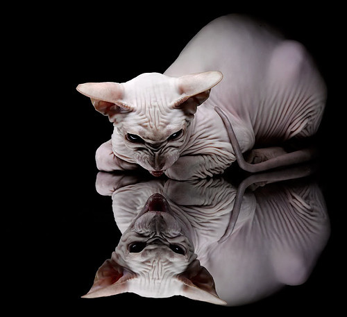 石油球场上的外交足球，赖斯一球定音背后的第三世界体育革命