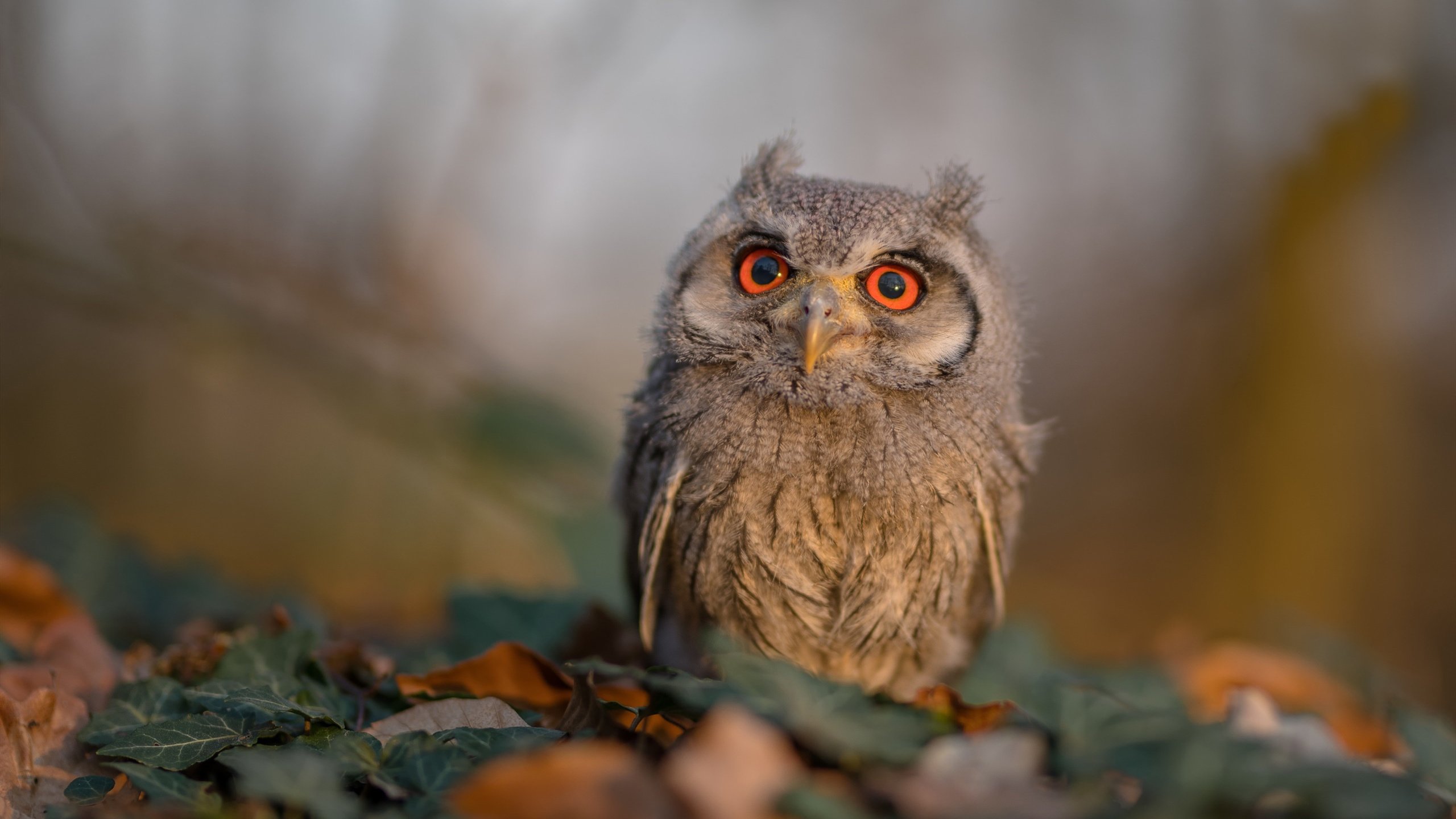 贝林厄姆独舞难掩法老咒语，埃及神秘之师压哨弑杀皇马