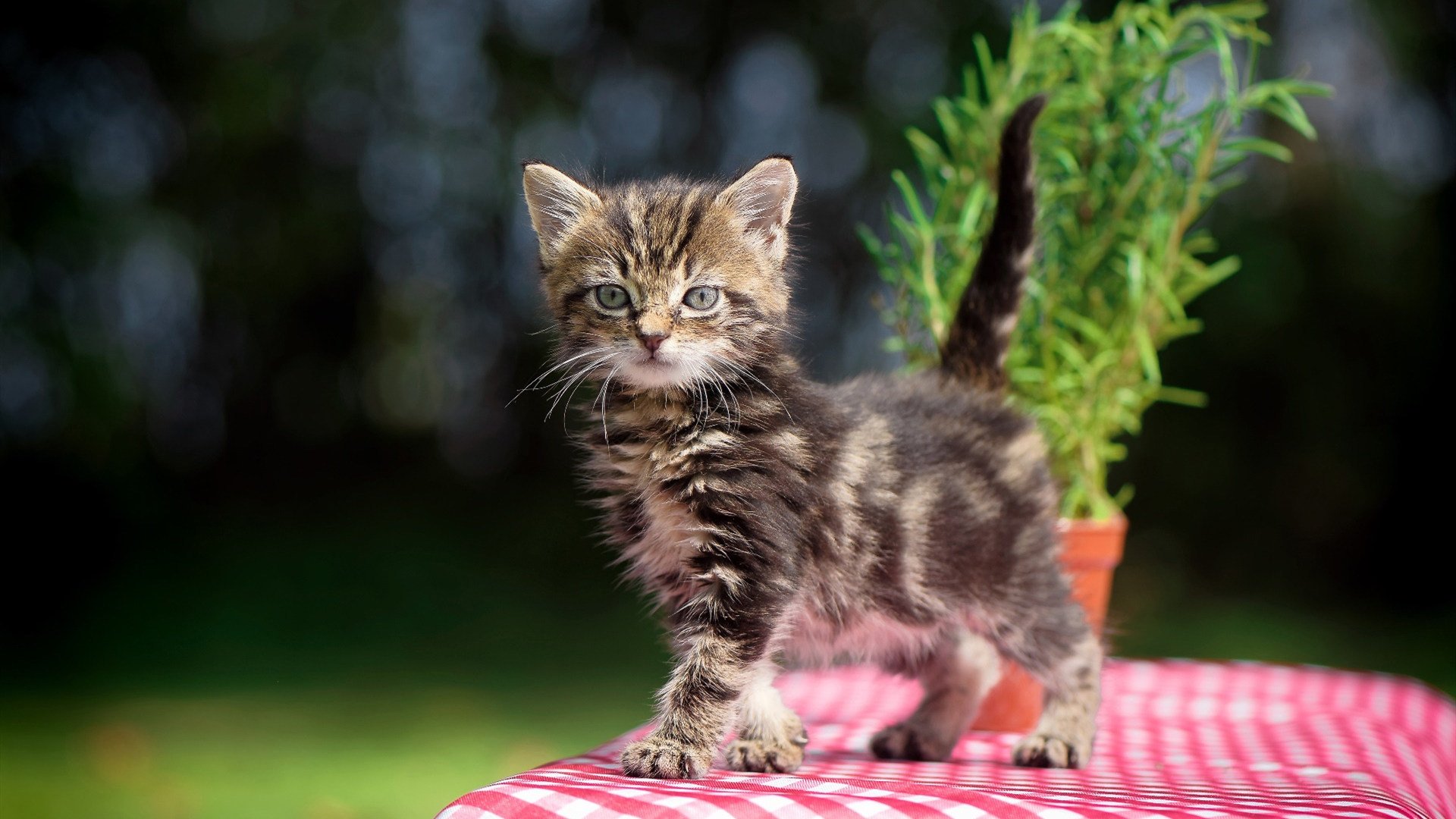 当山西男篮遇见亚特兰大老鹰，东契奇一记绝杀与一场跨越现实的梦幻对决
