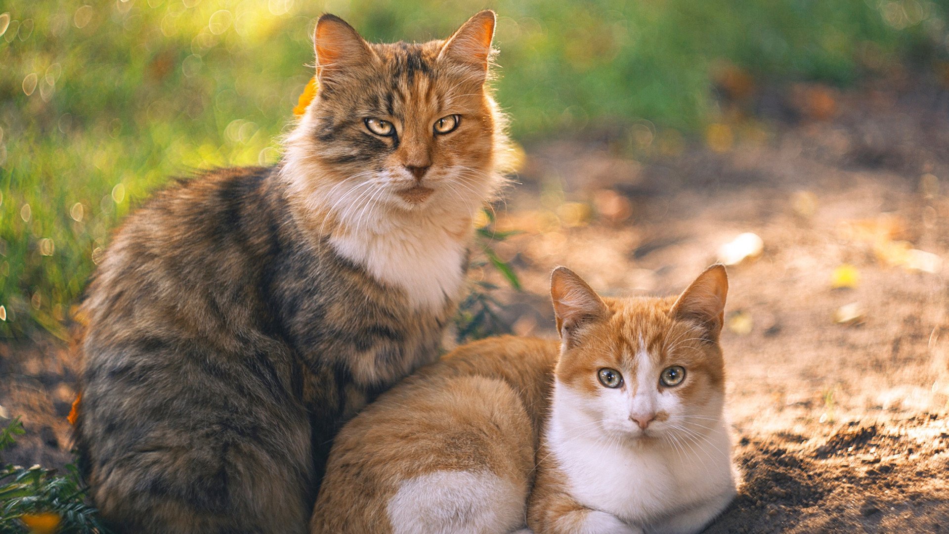 绿茵场上的独舞与交响，久保建英如何在对阵加拿大一役中评分拉满，谱写亚洲足球新乐章